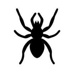 Obraz premium Spider: Intriguing Arachnids of Nature