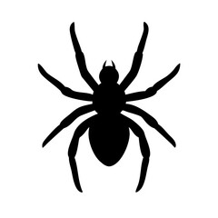 Spider: Intriguing Arachnids of Nature