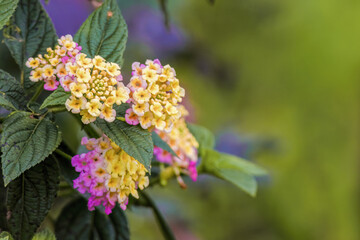 Pink and yellow lantana flowers in bloom, in a garden in the eastern Andean mountains of central Colombia, near the Iguaque natural reserve.
