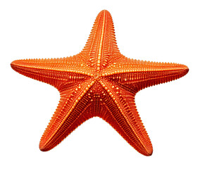 Starfish, marine, exotic, tropical, Caribbean&mdash;this beautiful sea creature features a vibrant textured body with natural patterns. Perfect for educational, scientific, or decorative uses, isolated clea