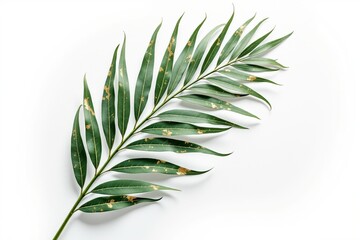 Fototapeta premium Green palm leaf isolated on white background with natural texture 