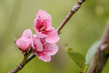 Pink peach flowers in the morning; macrophotography captured in a far in the eastern Andean...