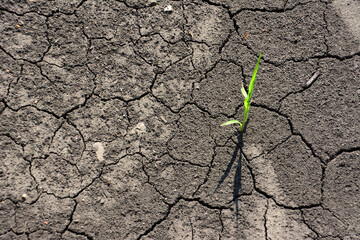 Resilience A Single Sprout Breaks Through Cracked Earth