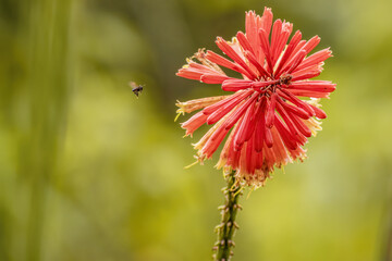 A black bee approaching a red hot poker flower, against a green background, in a garden in the...