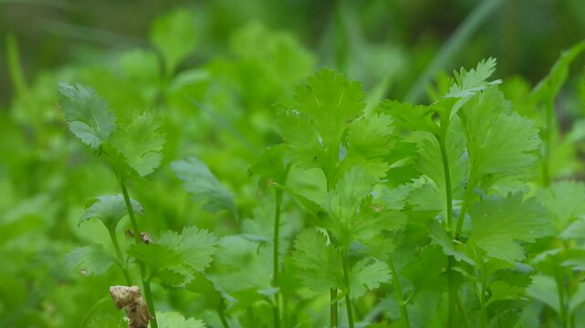 coriander leaves for food .