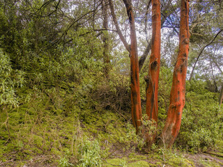 Acacia tree covered in red lichen, in a forest in the eastern Andean mountains of central Colombia,...
