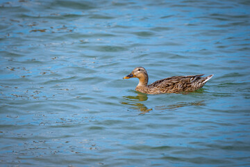 close shot of female wild ducks in a local bird protection area at the lake constance