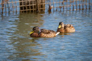 close shot of wonderful pairs and families of wild ducks in a local bird protection area at the lake constance