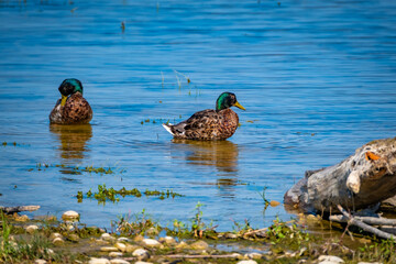 close shot of a male wild ducks at the lake Constance