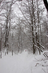 Snow-covered forest trail in winter with a single person walking in the distance. Bare trees and deep snow create a peaceful, cold atmosphere