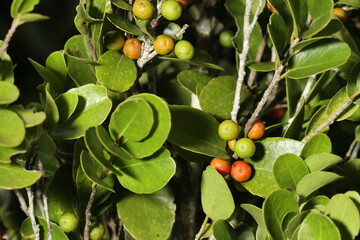 Ripe wild red fruits growing on lush green foliage in a macro photograph showcasing vibrant colors...