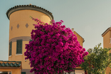 pink flowers in the city