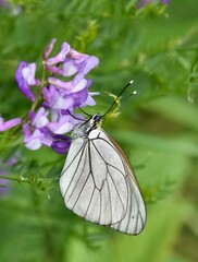 wildlife photos. photos of butterflies in natural areas.