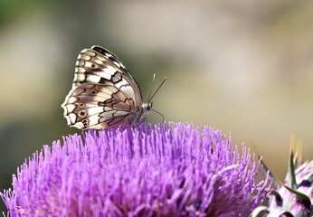 flowers and butterfly in natural life