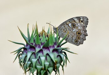 wildlife images. photos of various butterflies.