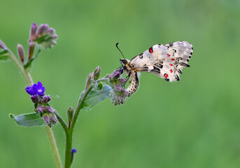 images of wildlife and insects. butterfly photos.