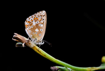 flowers and butterfly in natural life
