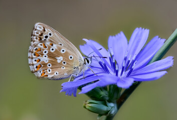 flowers and butterfly in natural life