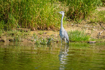 Close shot of a grey heron at the Lake Constance