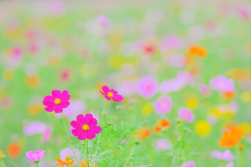 コスモスの花が咲き誇る秋の風景