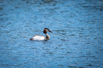 close shot of single and families of great crested grebe in a local bird protection area at the Lake Constance