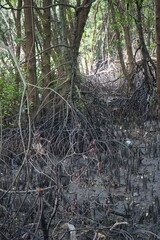 mangrove