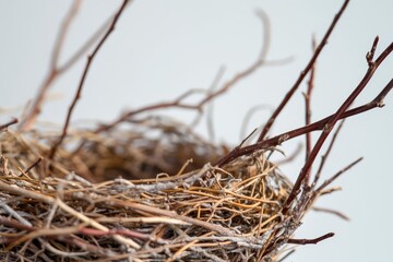 Empty Bird Nest: Twigs, Nature, Wildlife, Habitat, Spring, Nesting, Birds, Empty, Branches, Home