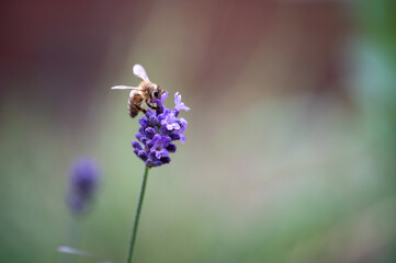 Biene auf Lavendelblüte