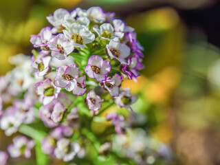 The small flowers of the sweet alyssum plant, illuminated by the afternoon sun, in the garden of the main square of the town of Sora in the eastern Andean mountains of central Colombia.