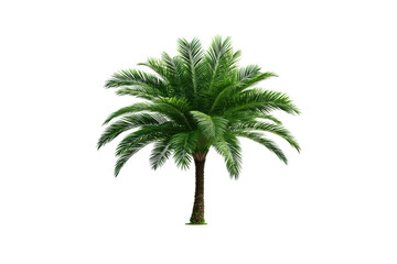 Obraz premium Isolated Vibrant Green Palm Tree With A Detailed Trunk And Fronds Against A Transparent Background Transparent Background