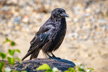 close shop of a northern raven at the lake Constance