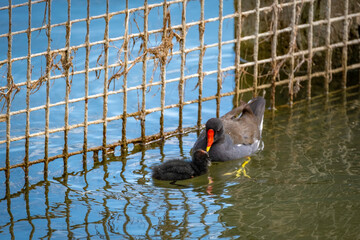 close shot of colorful common moorhen in a bird protection area at the lake constance