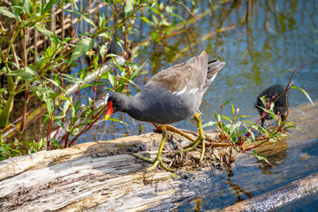 close shot of colorful common moorhen in a bird protection area at the lake constance
