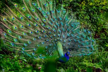 Obraz premium Magnificent peacock displaying its vibrant iridescent blue and green train feathers