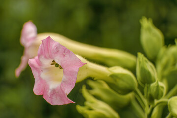 The pink flower of the tobacco tree; macrophotography captured in a farm in the eastern Andean...