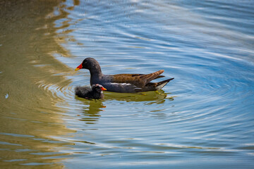 Close shot of wonderful family of common moorhen at the lake Constance in Austria