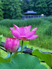公園に咲く鮮やかなピンクの蓮の花