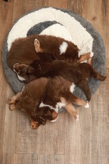 A group of puppies are sleeping on a round rug