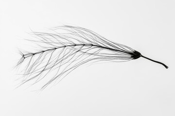 Delicate Black Plant on White: Nature, Botany, Flora, Seed, Fiber, Detail, Texture, Macro, Close-up, Minimalism
