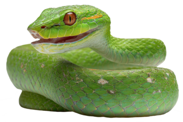 oriental whip snake coiled isolated on transparent background