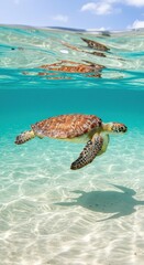 Obraz premium Sea turtle swimming in the clear waters of Mafia Island, Tanzania. A serene marine wildlife scene in one of East Africa’s top snorkeling and diving destinations.