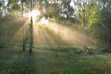 Golden rays of heavenly light shining through forest canopy on a fresh summer morning in the English countryside.