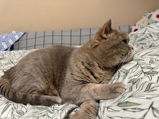 cat lying on the bed