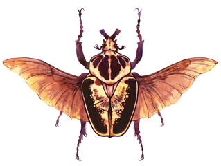 Isolated watercolor Goliath beetle with open wings on transparent background