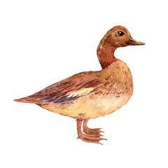 Watercolor brown duck standing in profile on transparent background