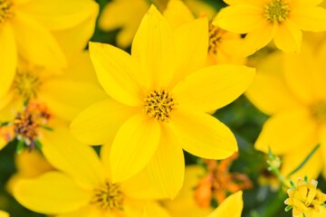 Coreopsis verticillata is commonly known as threadleaf coreopsis or whorled coreopsis. It's also sometimes called thread-leaved tickseed or whorled tickseed. Macro shot, close-up, top view, yellow.