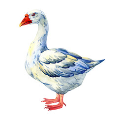 White domestic goose watercolor illustration on transparent background