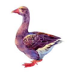 Colorful domestic goose illustration in watercolor style on transparent background