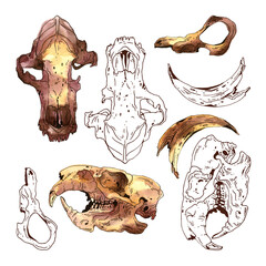 Watercolor skulls and bones of wild animals on transparent background