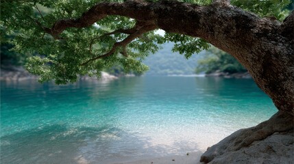 Gnarled tree branch overhangs crystal clear turquoise water on a sandy beach